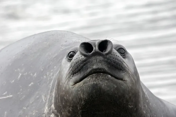 Framed Print : Southern Elephant Seal - Saint Andrew - South Georgia Framed Print : Southern Elephant Seal - Saint Andrew - South Georgia
