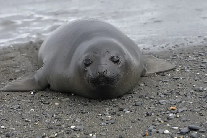 Framed Print : Southern Elephant Seal - Salisbury plains - South Georgia