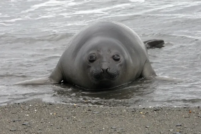 Framed Print : Southern Elephant Seal - Salisbury plains - South Georgia Framed Print : Southern Elephant Seal - Salisbury plains - South Georgia