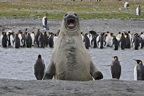 Southern Elephant Seal - showing size comparison with King Penguins (Aptenodytes patagonicus) - Saint Andrew - South Georgia
