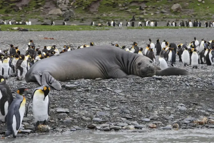 Framed Print : Southern Elephant Seal - showing size comparison with King Penguins (Aptenodytes patagonicus) - Saint Andrew - South Georgia Framed Print : Southern Elephant Seal - showing size comparison with King Penguins (Aptenodytes patagonicus) - Saint Andrew - South Georgia