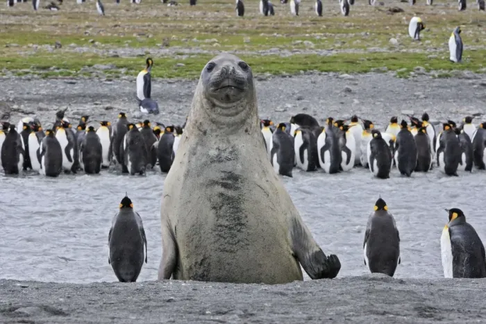 Framed Print : Southern Elephant Seal - showing size comparison with King Penguins (Aptenodytes patagonicus) - Saint Andrew - South Georgia Framed Print : Southern Elephant Seal - showing size comparison with King Penguins (Aptenodytes patagonicus) - Saint Andrew - South Georgia