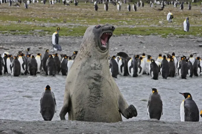 Framed Print : Southern Elephant Seal - showing size comparison with King Penguins (Aptenodytes patagonicus) - Saint Andrew - South Georgia Framed Print : Southern Elephant Seal - showing size comparison with King Penguins (Aptenodytes patagonicus) - Saint Andrew - South Georgia