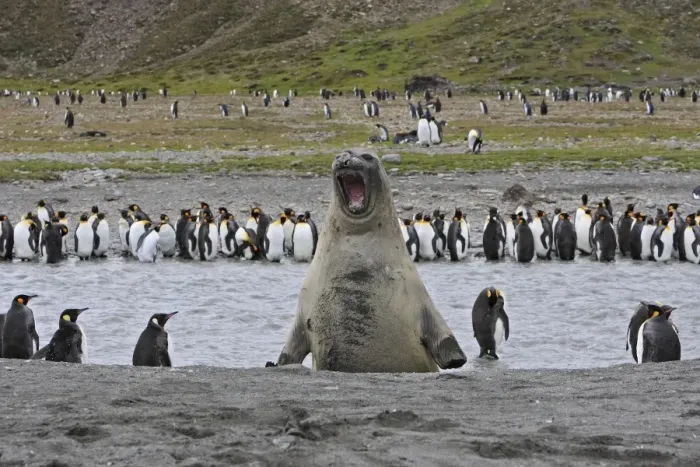 Framed Print : Southern Elephant Seal - showing size comparison with King Penguins (Aptenodytes patagonicus) - Saint Andrew - South Georgia