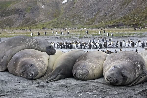 Southern Elephant Seal - sleeping - with King Penguins (Aptenodytes patagonicus) in background - Saint Andrew - South Georgia