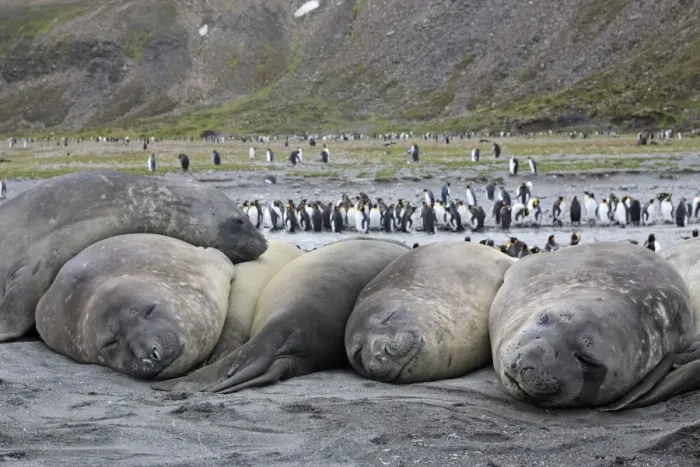 Framed Print : Southern Elephant Seal - sleeping - with King Penguins (Aptenodytes patagonicus) in background - Saint Andrew - South Georgia Framed Print : Southern Elephant Seal - sleeping - with King Penguins (Aptenodytes patagonicus) in background - Saint Andrew - South Georgia