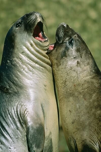 Southern Elephant Seal Young bulls sparring, South Georgia, USA