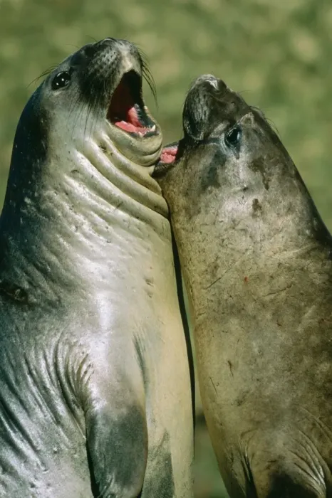Framed Print : Southern Elephant Seal Young bulls sparring, South Georgia, USA Framed Print : Southern Elephant Seal Young bulls sparring, South Georgia, USA