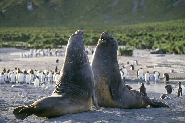 Southern Elephant Seal - young male play fighting South Georgia, Antarctic