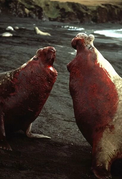 Southern Elephant Seals - 2 male bulls fighting with blood down chests - Crozet Islands, Antarctic AU-1408