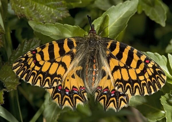 Southern festoon butterfly, in its darker orange form (forma ochracea). Mani peninsula
