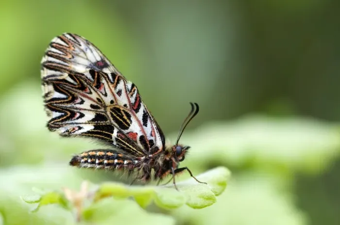 Framed Print : Southern Festoon Butterfly - Italy Framed Print : Southern Festoon Butterfly - Italy
