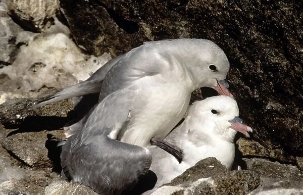 Southern Fulmar - pair mating - Prydz Bay - Antarctica
