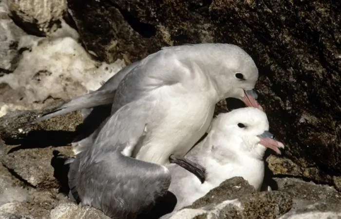Framed Print : Southern Fulmar - pair mating - Prydz Bay - Antarctica Framed Print : Southern Fulmar - pair mating - Prydz Bay - Antarctica