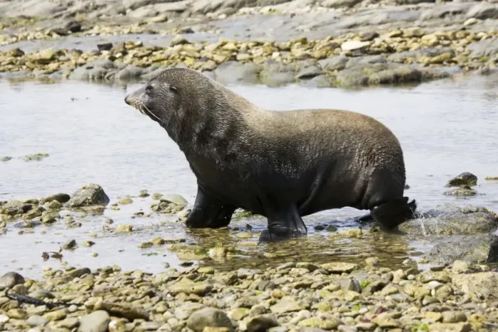 Framed Print : Southern Fur Seal / Kokono - walking through rock pool at low tide South Island New Zealand Framed Print : Southern Fur Seal / Kokono - walking through rock pool at low tide South Island New Zealand