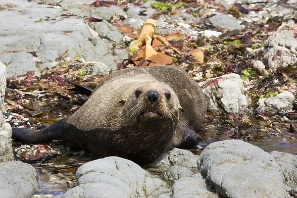 Southern Fur Seal  /  New Zealand Fur Seal  /  Kokono - resting on rocks at low tide. South Island - New Zealand