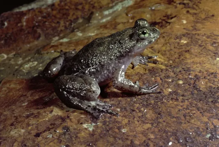 Framed Print : Southern gastric brooding (Platypus) frog - IUCN Red List 2000: Critical Framed Print : Southern gastric brooding (Platypus) frog - IUCN Red List 2000: Critical