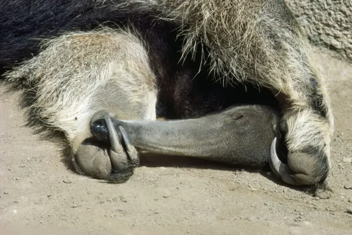 Framed Print : Southern Giant Anteater Framed Print : Southern Giant Anteater