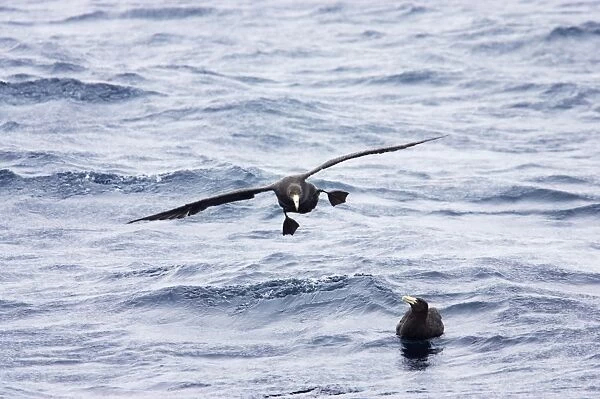 Southern Giant Petrel - 1st stage juvenile coming in to land at Sea Falklands Islands BI007323