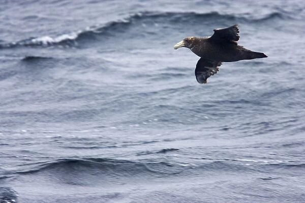 Southern Giant Petrel - 1st stage juvenile in flight over sea Falklands Islands BI007325