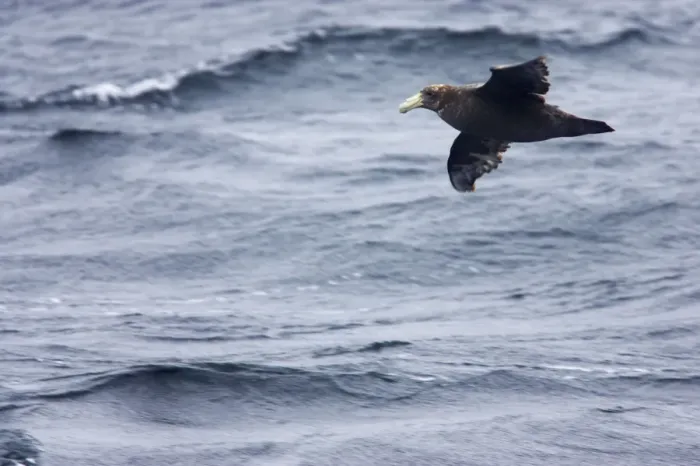 Framed Print : Southern Giant Petrel - 1st stage juvenile in flight over sea Falklands Islands BI007325 Framed Print : Southern Giant Petrel - 1st stage juvenile in flight over sea Falklands Islands BI007325