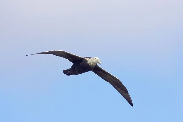 Southern Giant Petrel - In flight Stanley, Falklands Islands. BI007335