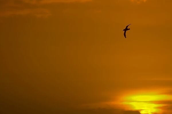 Southern Giant Petrel - In flight at sunset Falklands Islands BI007339
