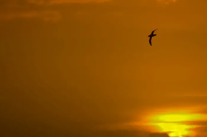 Framed Print : Southern Giant Petrel - In flight at sunset Falklands Islands BI007339 Framed Print : Southern Giant Petrel - In flight at sunset Falklands Islands BI007339