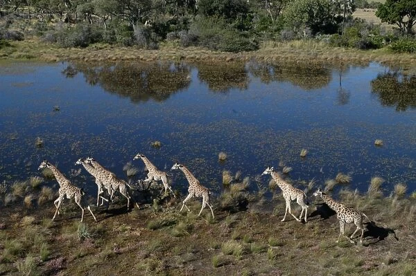 Southern  /  Giraffe - Aerial view of Giraffe running Okavango delta, Botswana