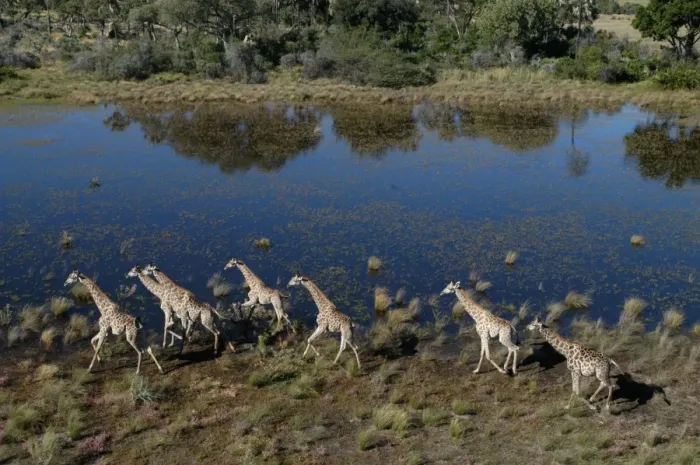 Framed Print : Southern / Giraffe - Aerial view of Giraffe running Okavango delta, Botswana Framed Print : Southern / Giraffe - Aerial view of Giraffe running Okavango delta, Botswana