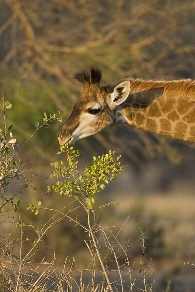 Southern Giraffe - calf browsing - Mala Mala Reserve - South Africa