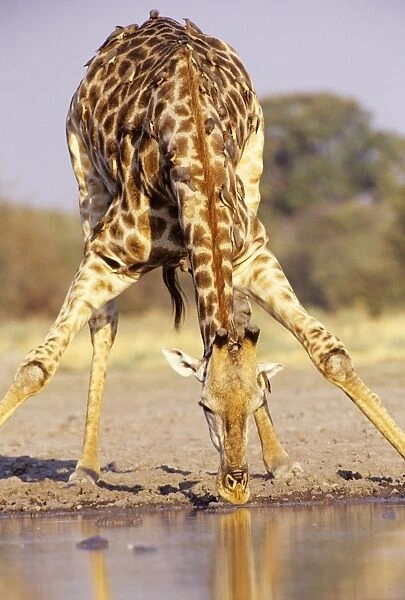 Southern Giraffe - drinking Botswana, Africa