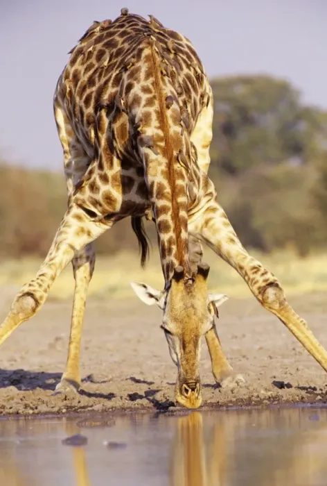 Framed Print : Southern Giraffe - drinking Botswana, Africa Framed Print : Southern Giraffe - drinking Botswana, Africa