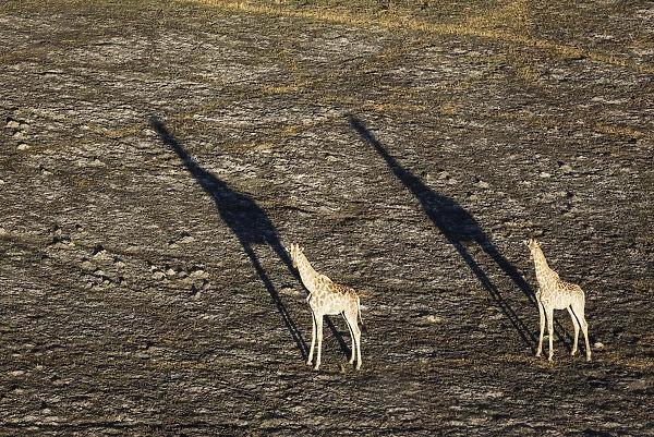 Southern Giraffe - two males in the late evening