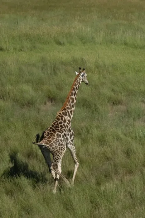Framed Print : Southern Giraffe - Okavango Delta Botswana Africa Framed Print : Southern Giraffe - Okavango Delta Botswana Africa