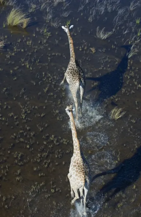 Framed Print : Southern Giraffe - Okavango Delta Botswana Africa Framed Print : Southern Giraffe - Okavango Delta Botswana Africa