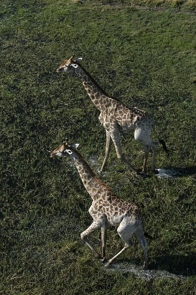 Southern Giraffe - Okavango Delta Botswana Africa