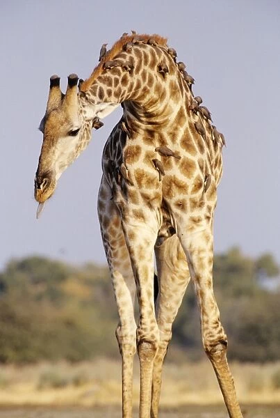 Southern Giraffe - with Oxpeckers (Buphagus africanus) Botswana, Africa