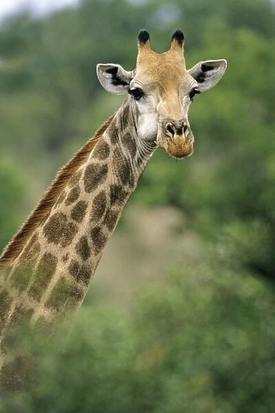 Southern Giraffe - portrait, Kruger national park, S. Africa