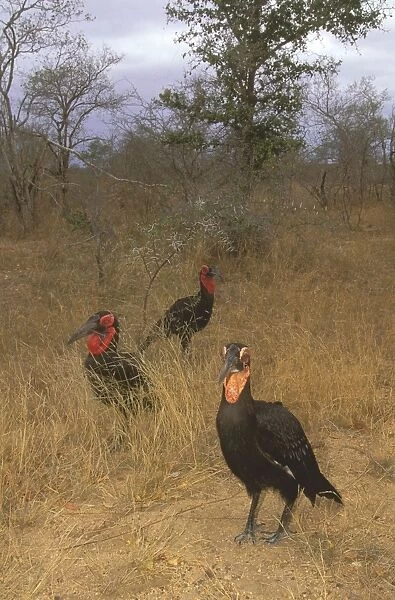 Southern Ground Hornbill - Family group on ground (immatures: yellow throat patch), Kruger National Park, KwaZulu-Natal, South Africa, southern and eastern Africa JPF37851