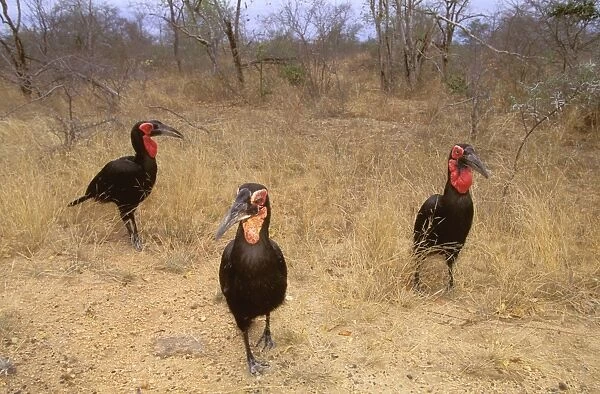 Southern Ground Hornbill - Family group on ground (immatures: yellow throat patch) Kruger National Park, Transvaal, South Africa JPF37847
