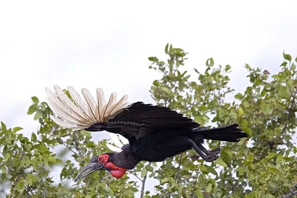 Southern Ground Hornbill - in flight - Endemic in central and southern Africa. Satara, Kruger National Park, South Africa
