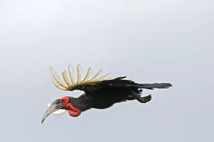 Framed Print : Southern Ground Hornbill - in flight - Endemic in central and southern Africa. Satara, Kruger National Park, South Africa Framed Print : Southern Ground Hornbill - in flight - Endemic in central and southern Africa. Satara, Kruger National Park, South Africa