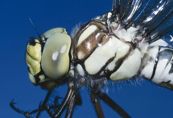 Southern Hawker Dragonfly Close-up
