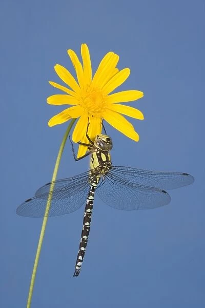 Southern Hawker Dragonfly - hanging on yellow flower Norfolk UK