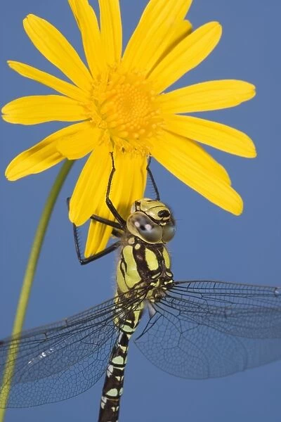 Southern Hawker Dragonfly - hanging on yellow flower Studio Norfolk UK