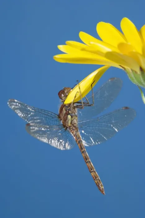 Framed Print : Southern Hawker Dragonfly - hanging on yellow flower UK Framed Print : Southern Hawker Dragonfly - hanging on yellow flower UK