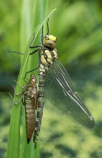 Southern Hawker Dragonfly Just emerged, Lincolnshire, UK