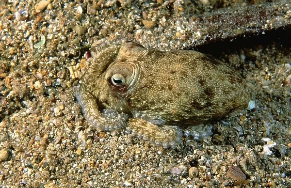 Southern Keeled Octopus - burying itself in sand Port Turton, South Australia TED00139