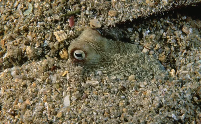 Framed Print : Southern Keeled Octopus - half buried in sand, has altered colouration to closely match its surroundings Edithburgh, Yorke Peninsula, South Australia TED00341